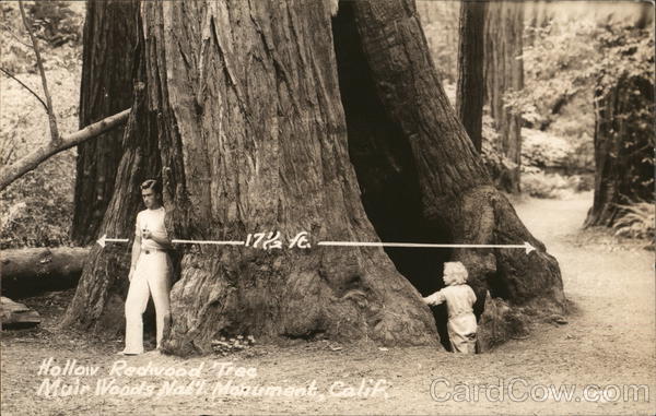 Hollow Redwood Tree. Muir Woods National Monument Mill Valley California