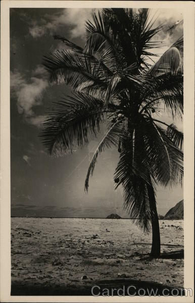 Palm Tree on the Beach Landscapes