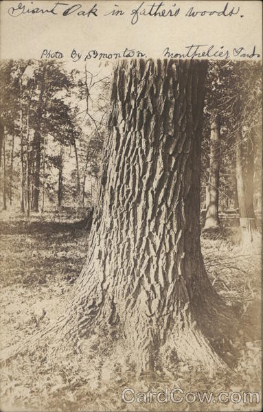 Trunk of Giant Oak Montpelier Indiana Simonton