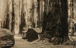 Bull Creek Redwood Grove Postcard