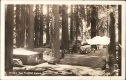 Bus Stop at Lanes Redwood Flat, Redwood Highway California Postcard Postcard Postcard