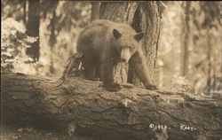 Brown Bear on a Fallen Tree Brown Bear on a Fallen Tree