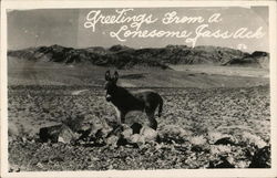 Greetings From A Lonesome Jackass Postcard