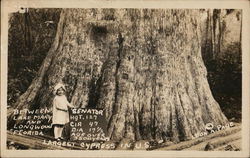 "Senator", Largest Cypress Tree in US, Between Lake Mary and Longwood, Florida Postcard Postcard Postcard