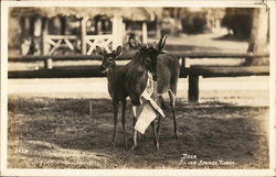 Deer at Silver Springs Deer at Silver Springs
