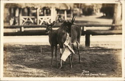 Deer at Silver Springs Postcard