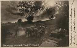 Driving Home The Cows Postcard