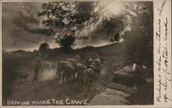 Driving Home The Cows Cows & Cattle Postcard Postcard Postcard