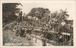 Rose Blossom Time, Cape Cod Rose Blossom Time, Cape Cod