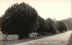 Myrtle Trees Postcard