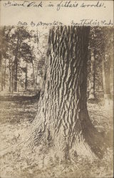Trunk of Giant Oak Montpelier, IN Postcard Postcard Postcard