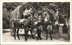 Mules Pulling Buggy Postcard