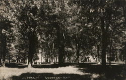 Shady Park Shady Park