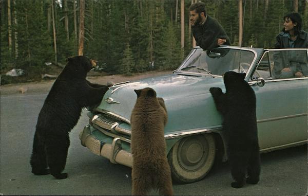 Black Bear Eric J. Seaich Yellowstone National Park