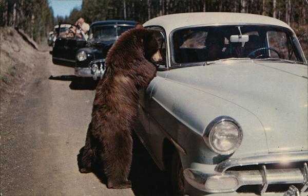 Highway Robbery Yellowstone National Park