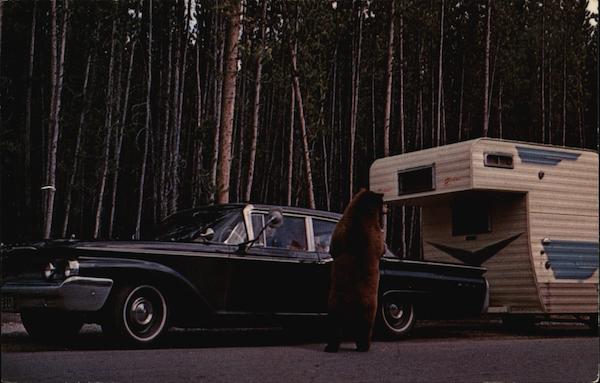 Grandpappy Yellowstone National Park
