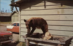 American Black Bear American Black Bear