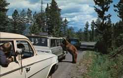 Black Bear Yellowstone National Park, WY Postcard Postcard Postcard