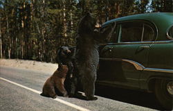 Bear Family Yellowstone National Park, WY Postcard Postcard Postcard