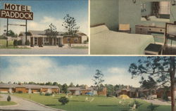 Paddock Motel Postcard