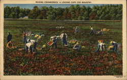 Picking Cranberries, A Leading Cape Cod Industry Massachusetts Farming Postcard Postcard Postcard