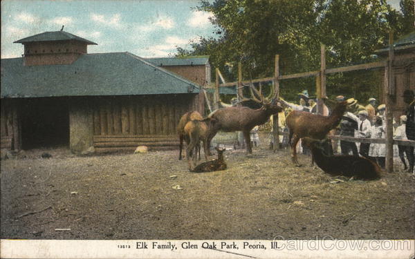 Elk Family, Glen Oak Park Peoria Illinois