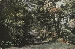 Pine Path Postcard