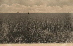 Oat Crop Postcard