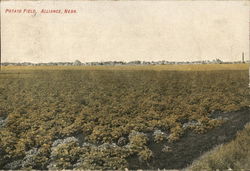 View of Potato Field Postcard