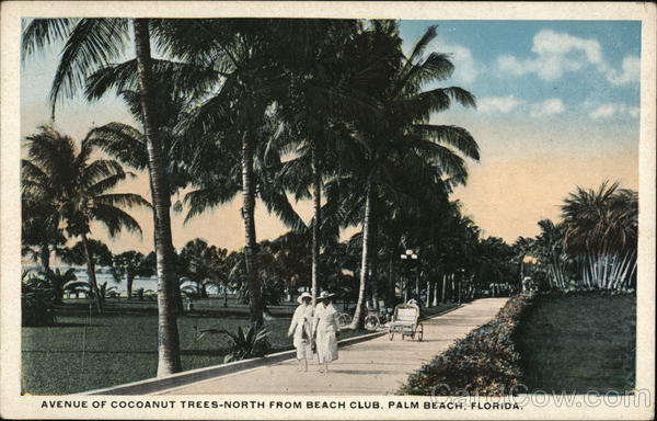 Avenue of Cocoanut Trees - North from Beach Club Palm Beach Florida