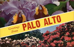 Greetings from Palo Alto California Postcard Postcard Postcard