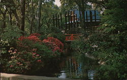 Descanso Gardens - Japanese Tea Garden Postcard