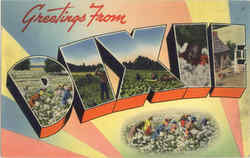 Greetings From Dixie Postcard