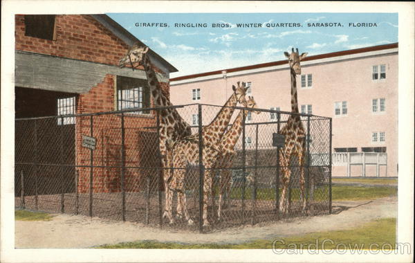 Giraffes, Ringling Bros. Winter Quarters Sarasota Florida