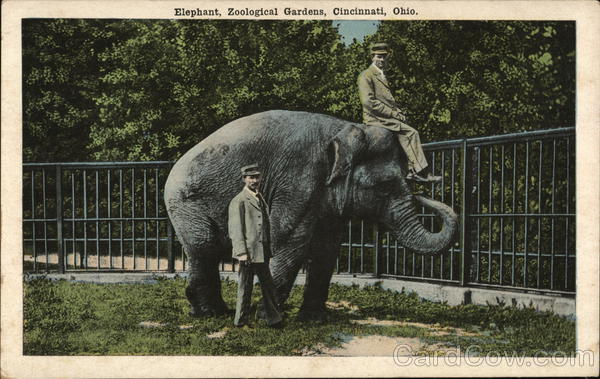 Elephant, Zoological Gardens Cincinnati Ohio