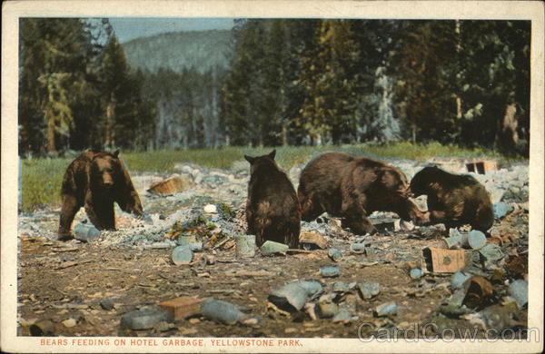 Bears feeding on Hotel Garbage Yellowstone National Park