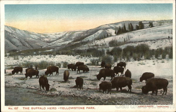 The Buffalo Herd Yellowstone National Park Wyoming