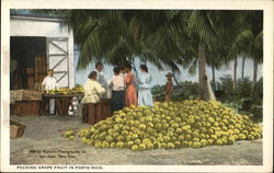 Picking Grape Fruit San Juan, PR Puerto Rico Postcard Postcard 