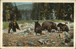 Bears feeding on Hotel Garbage Postcard