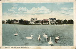 Swans on the Lake Belmar, NJ Postcard Postcard Postcard