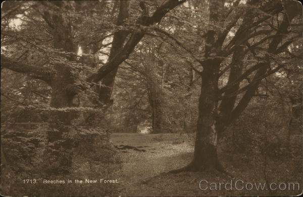 Beeches in the New Forest England