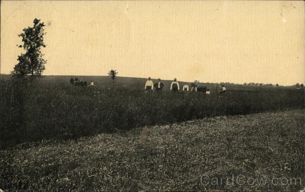 Alfalfa Field Kentucky