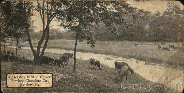 A Hershey herd in Clover, Hershey Chocolate Co. Pennsylvania