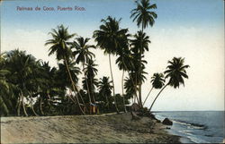 Palmas de Coco Postcard