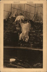 Polar Bears Diving Into Pool at Zoo Postcard