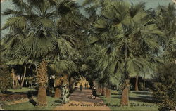 Hotel Royal Palm, Royal Palm Walk Through Grounds Miami, FL Postcard Postcard Postcard