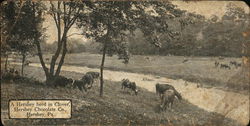 A Hershey herd in Clover, Hershey Chocolate Co. Postcard