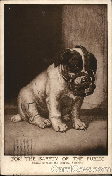 Puppy Wearing Muzzle Dogs