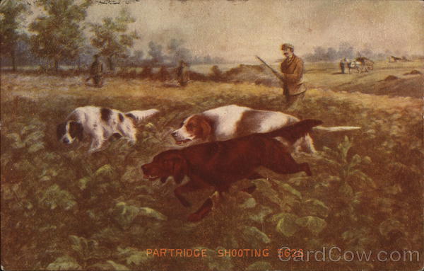 Partridge Shooting Hunting