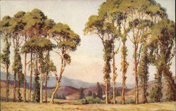 Eucalyptus on El Camino Real Monterey, CA Postcard Postcard Postcard